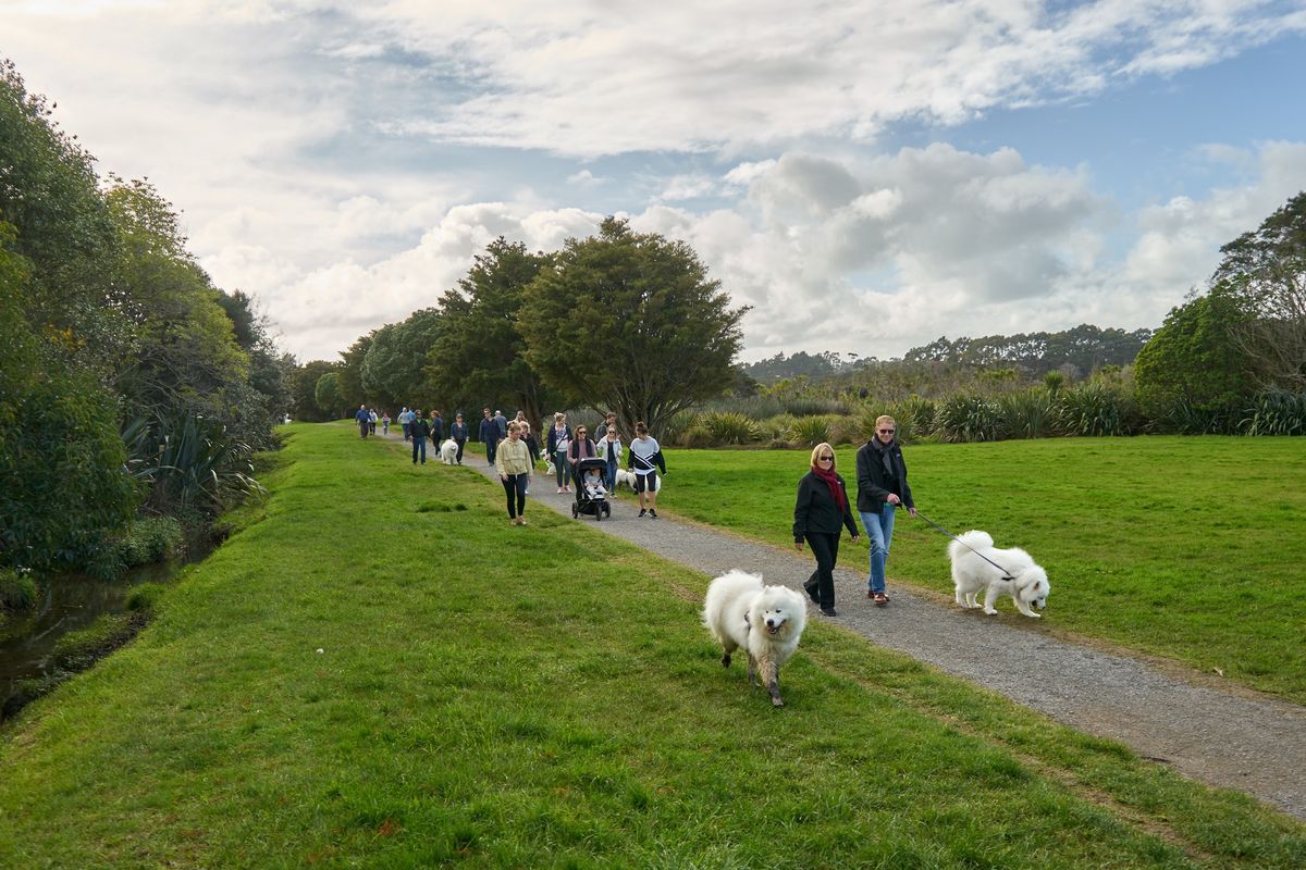 Spring Samoyed Funwalk