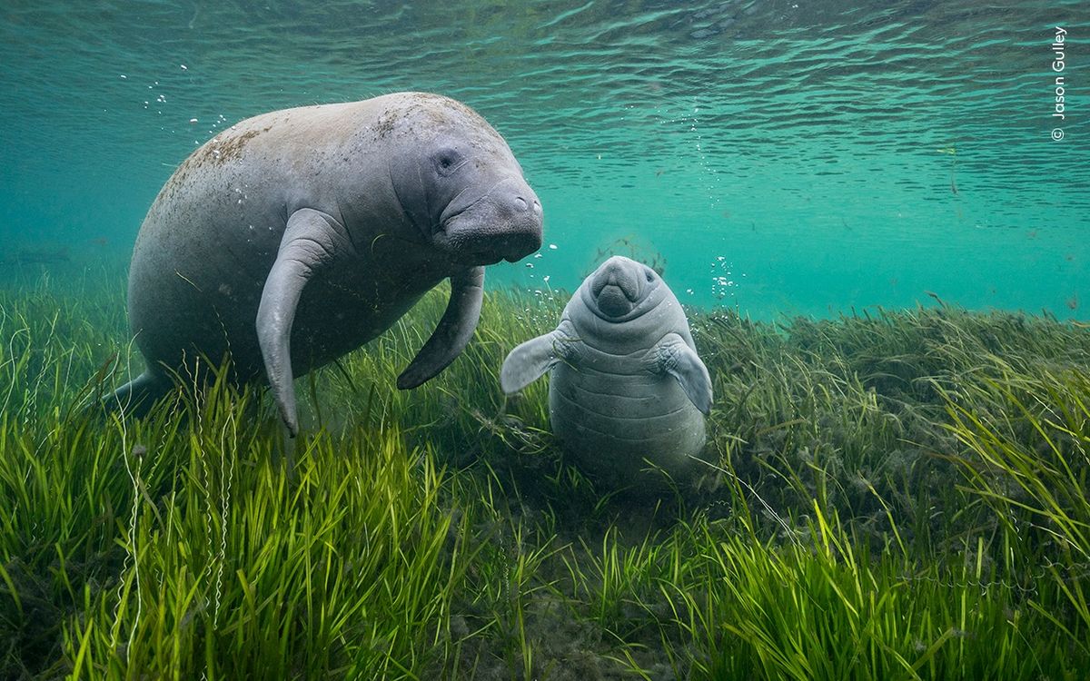 Familienrundgang: Wildlife Photographer of the Year