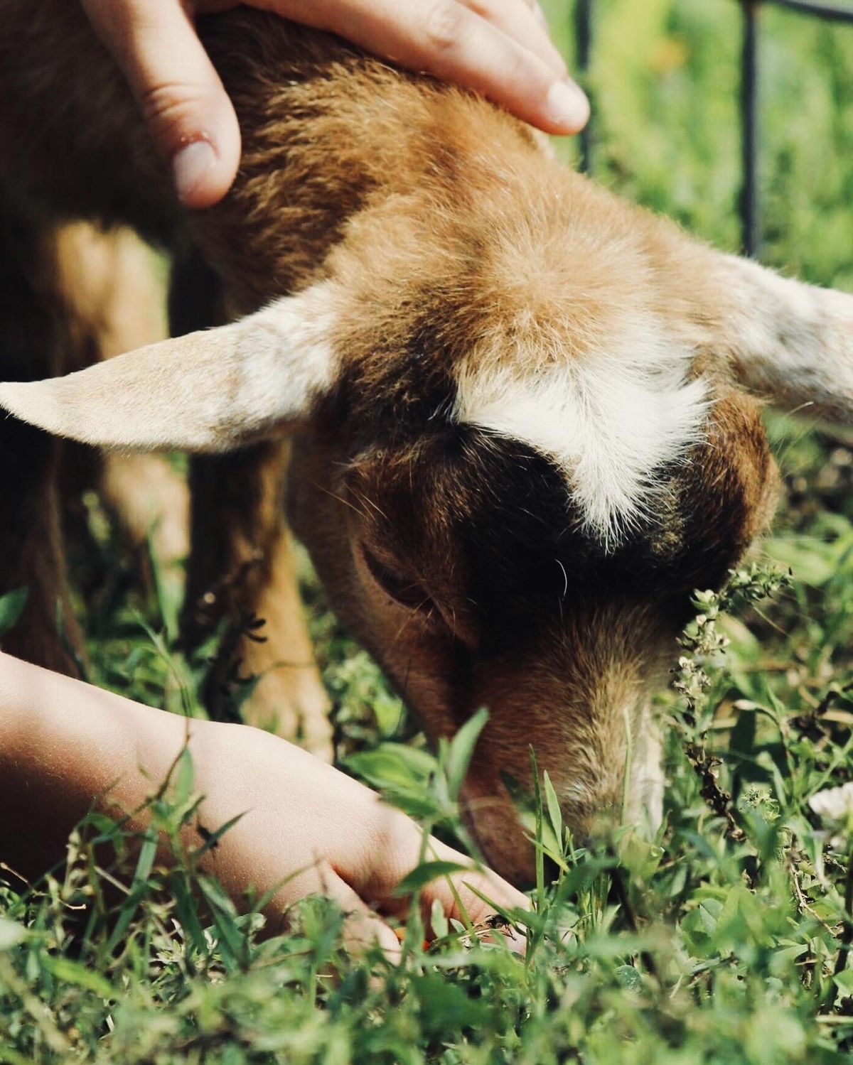 Story Time and Petting Zoo