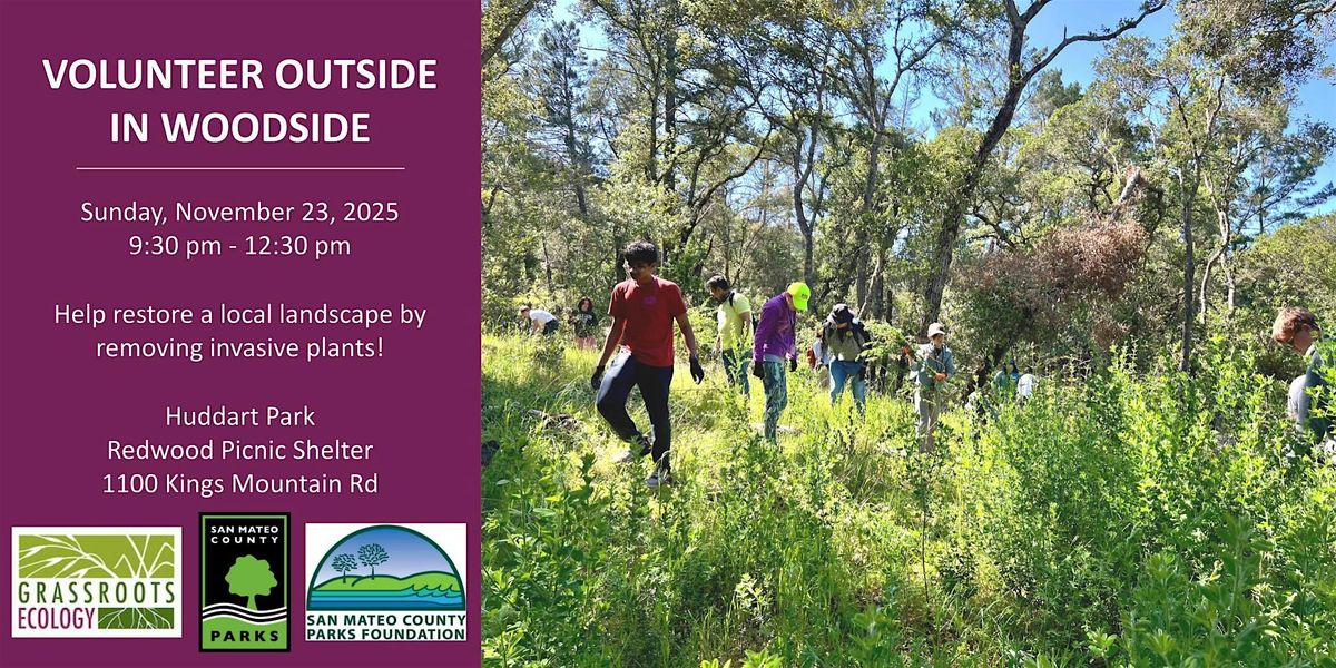 Volunteer in Woodside:  French Broom Removal at Huddart Park