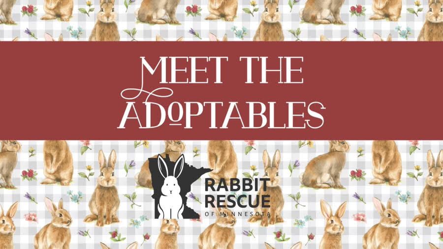 Meet The Rabbit Rescue Of MN Adoptables!!