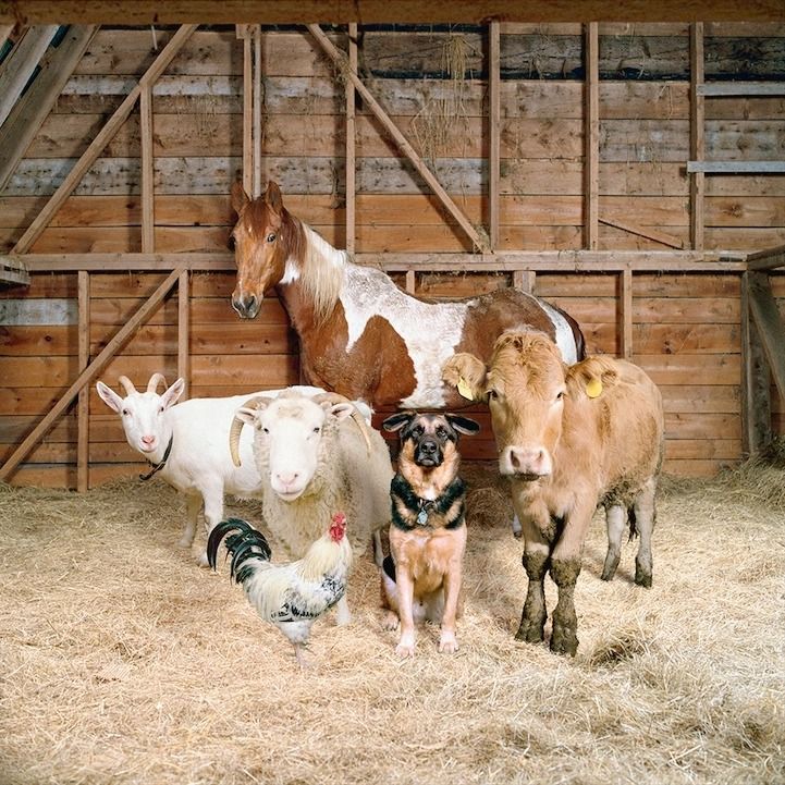 Blessing of the Animals