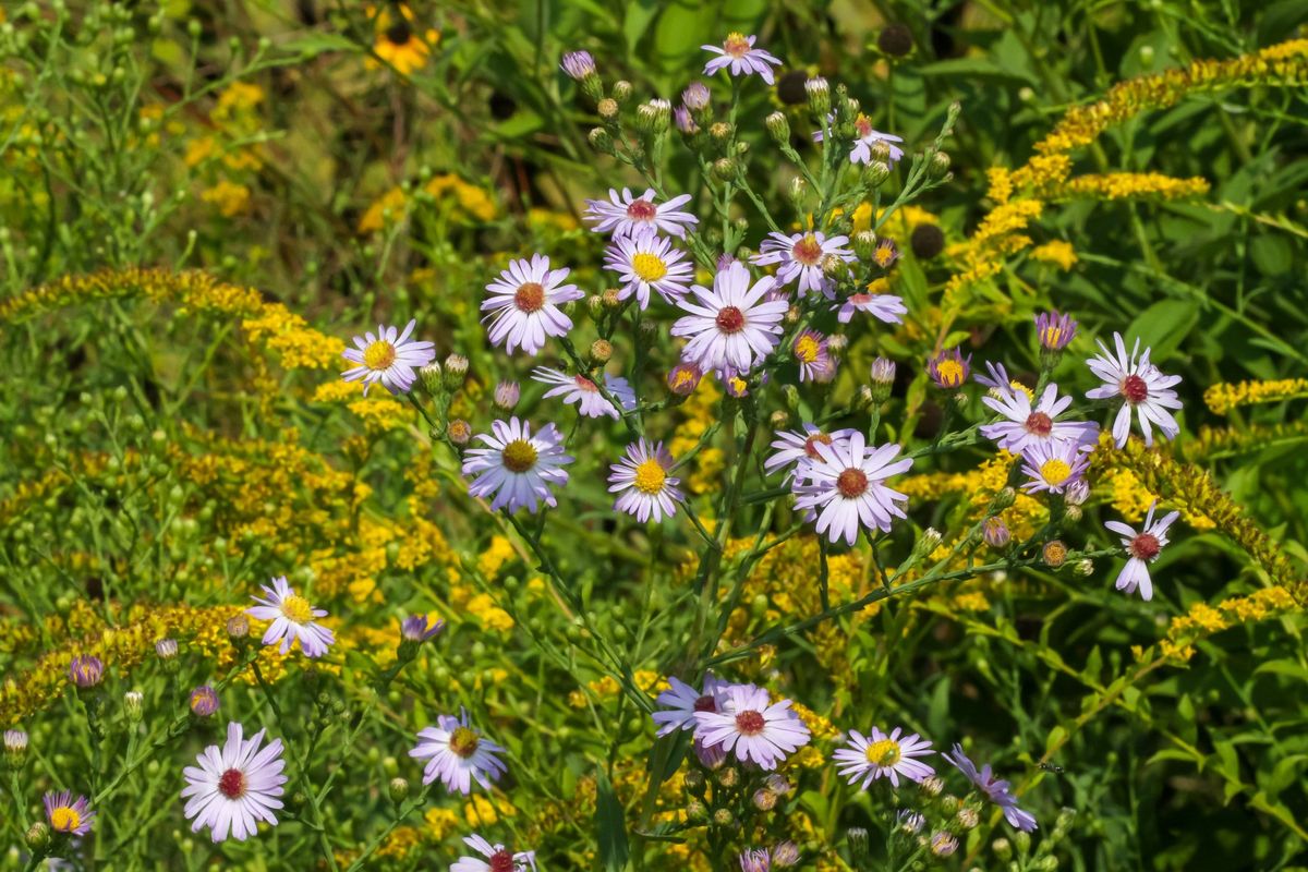 FULL - The Flora of Fall at Ross Hills Park