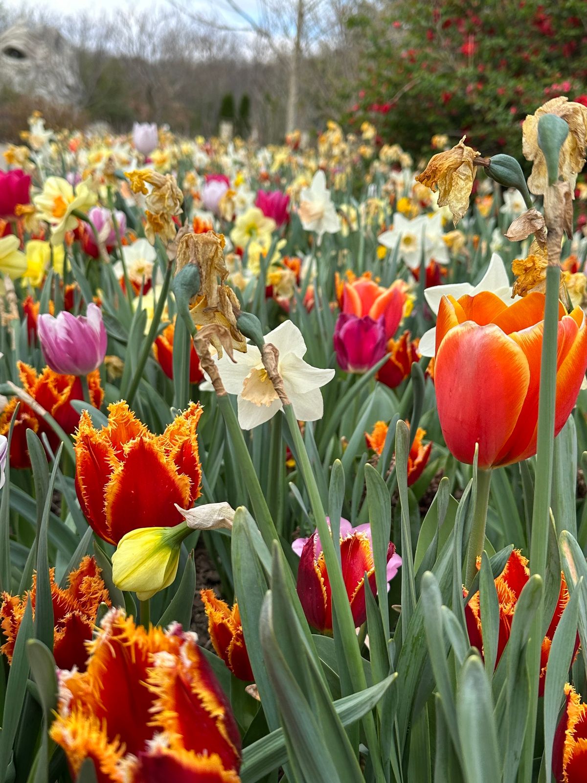 The \u201cRite of Spring\u201d Daffodil, Tulip, and Early Iris Show