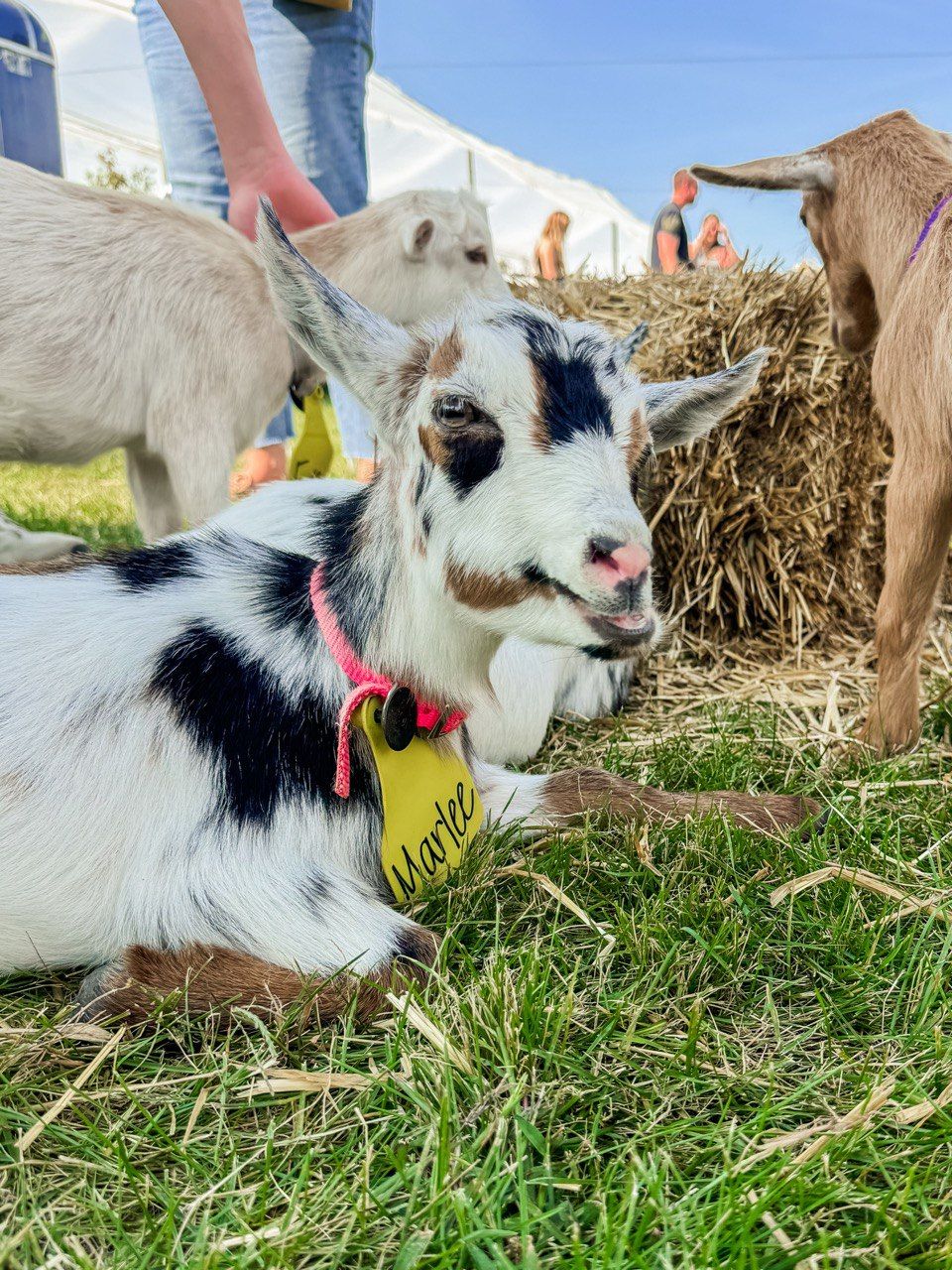 Indoor Sip & Snuggle with GoatShine