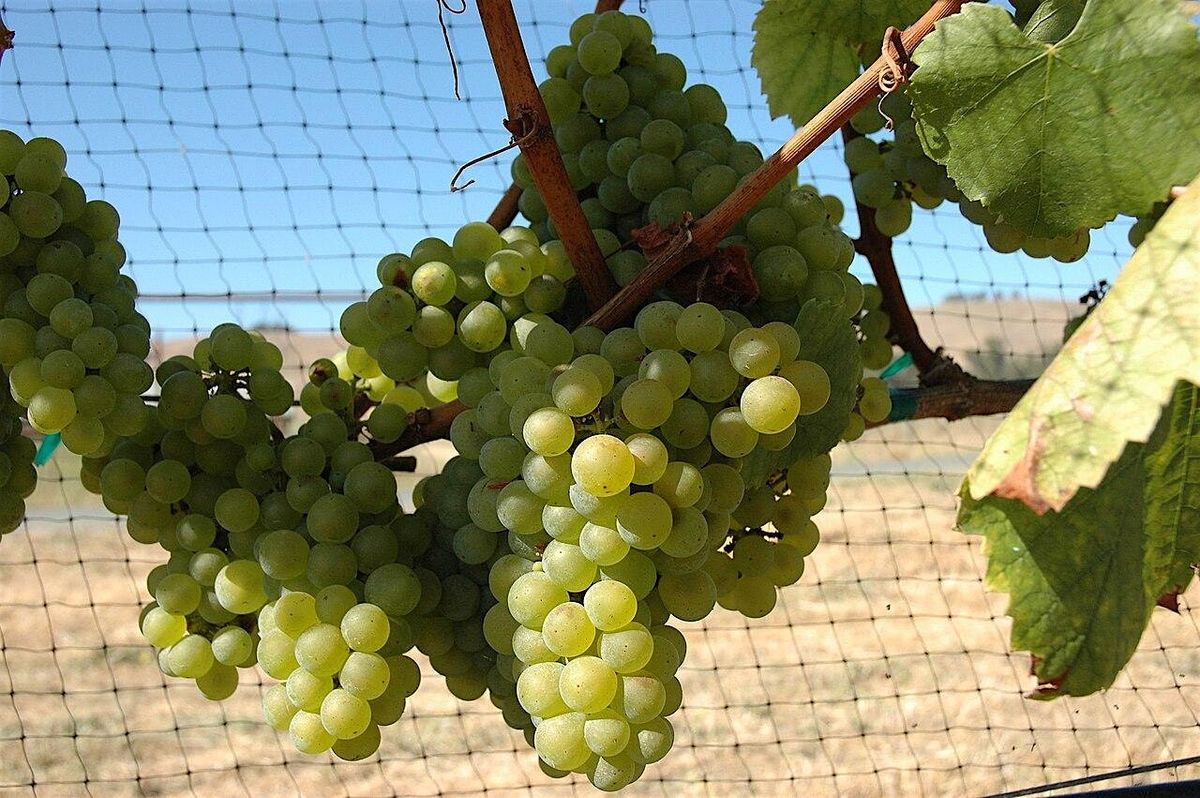 Varietal Series: Chardonnay Masterclass