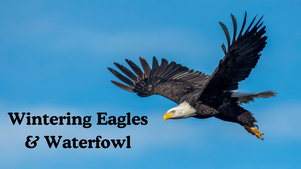 Wintering Eagles & Waterfowl