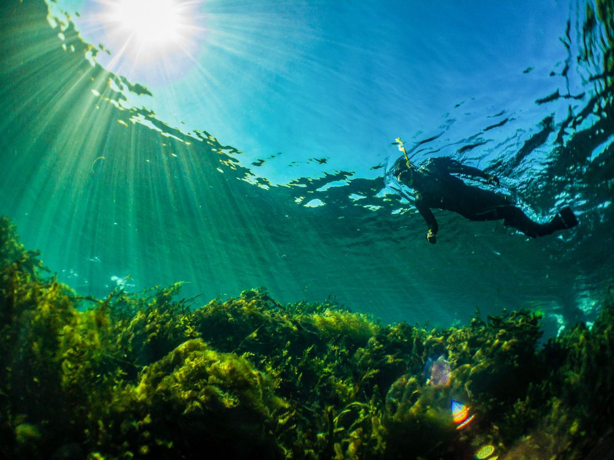 Splash into Science Guided Snorkel Tours at Spring Lake