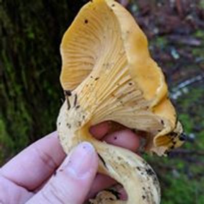 Yakima Valley Mushroom Society