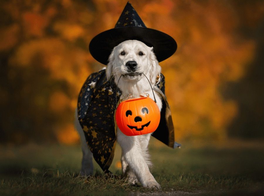 Halloween Manston and District Canine Society Fun Dog Show 