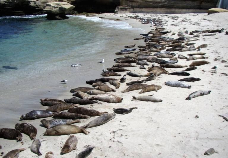 Explore the Shore! with the Seal Society of San Diego 