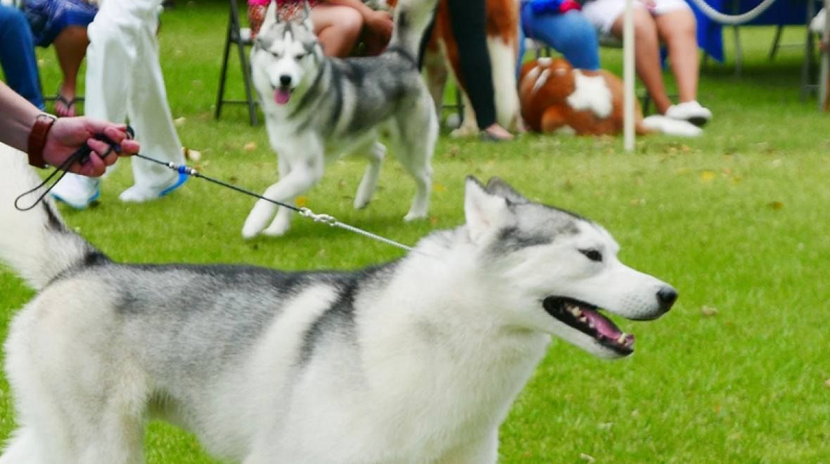 Western WA Summer Dog Show - WA State Fairgrounds