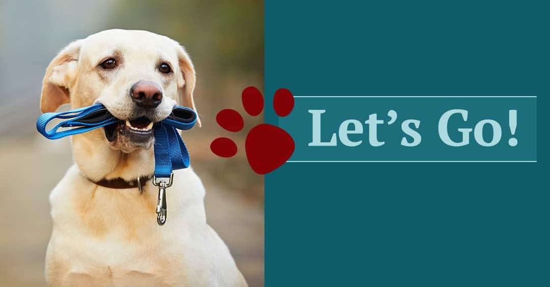 Pet Manners Beginners Course - GLEN INNES