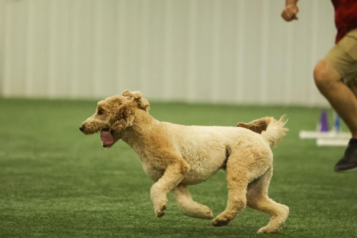 AKC Fetch Trial! 