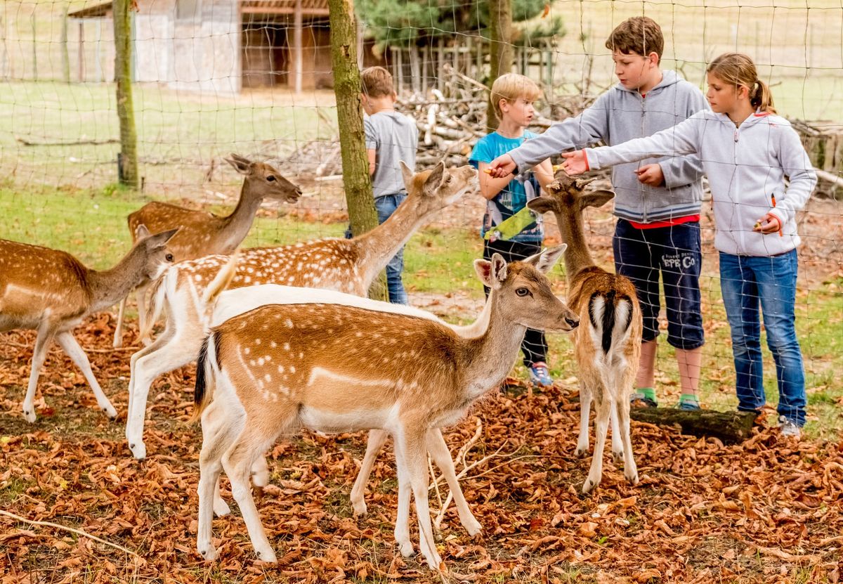 Ferienspa\u00df: Entdeckungstour Wald