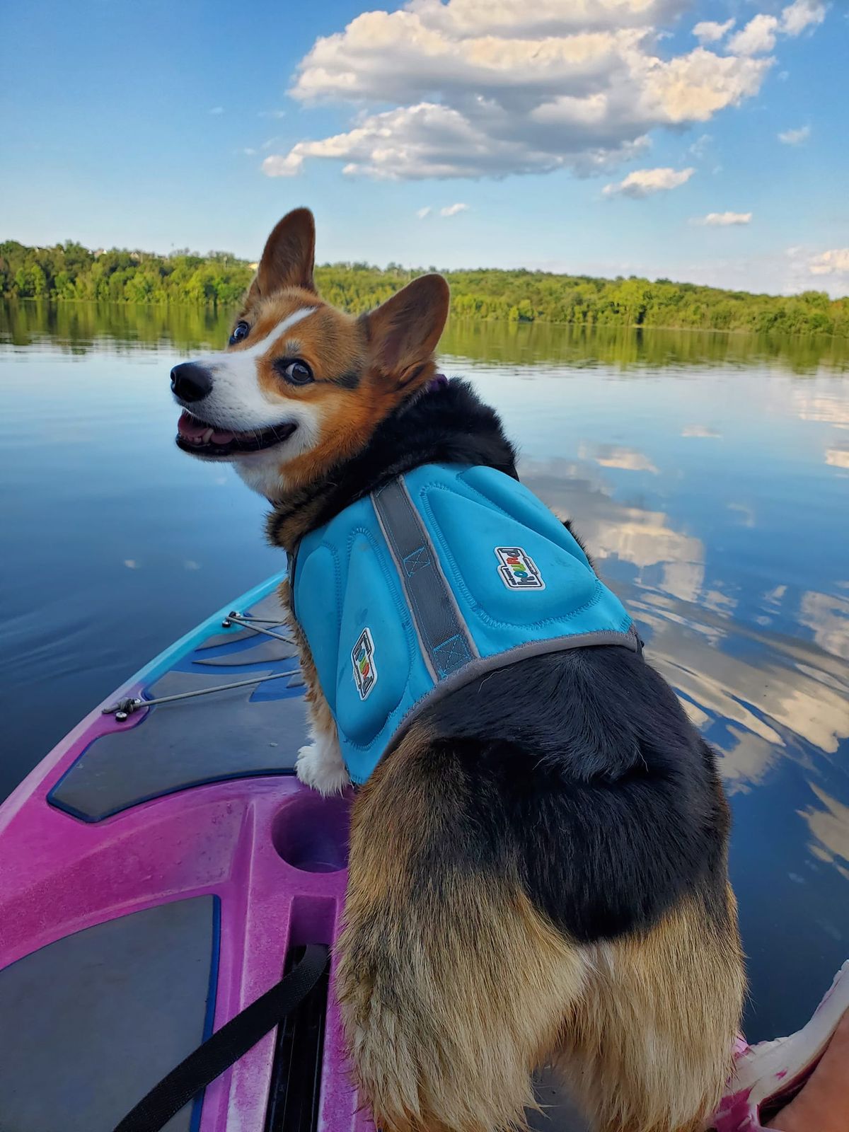 Paddle The DMVs Puppy Paddle - Corgi Fleet