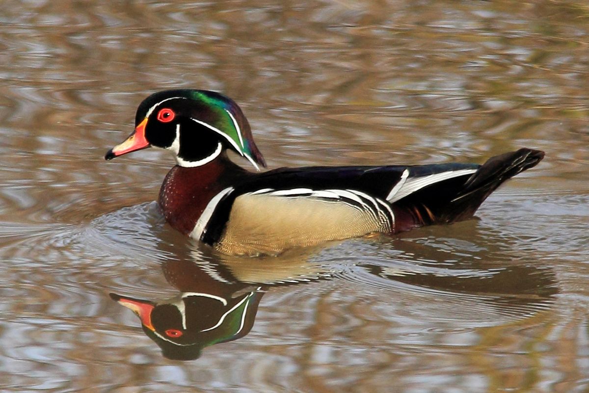 Duck Hike