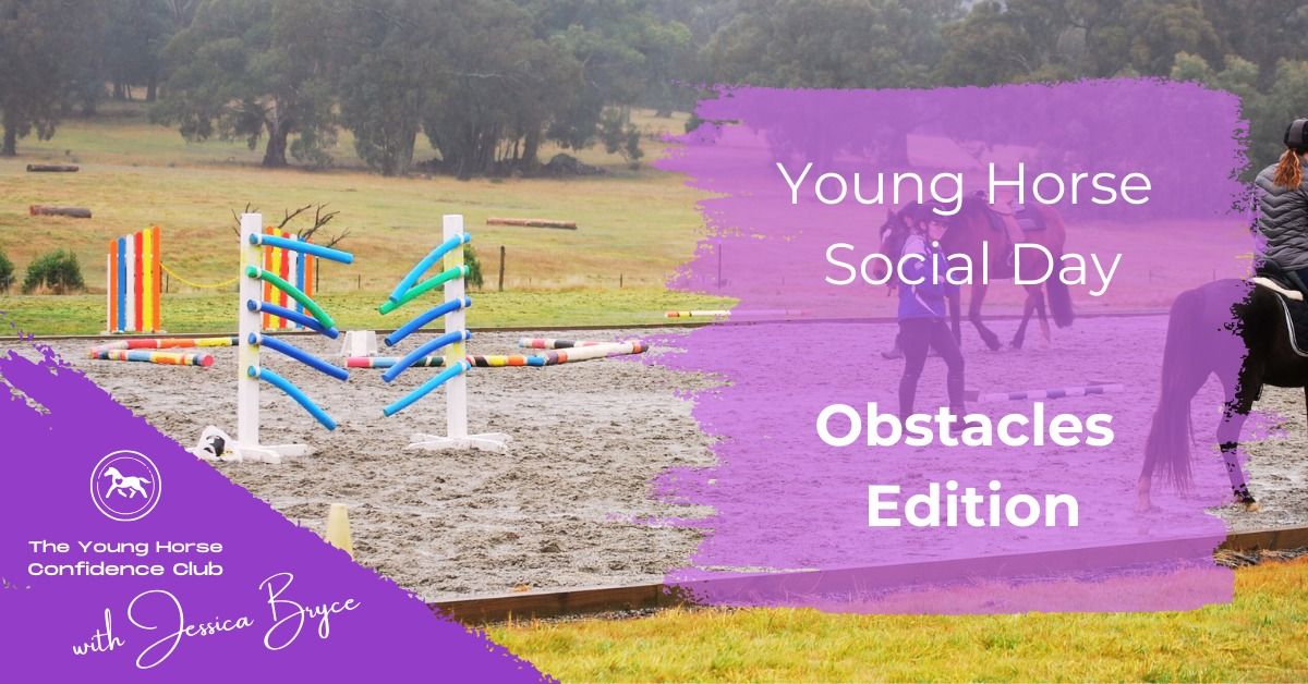 Young Horse Social Day - March - Springfield VIC