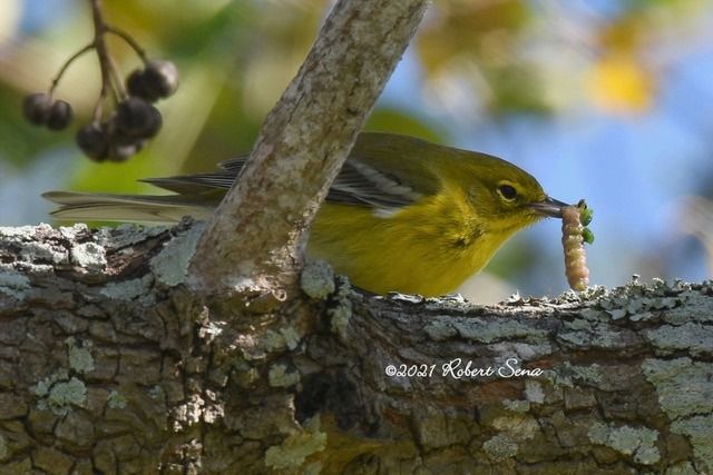 How Important Are Caterpillars for Birds? Critical!