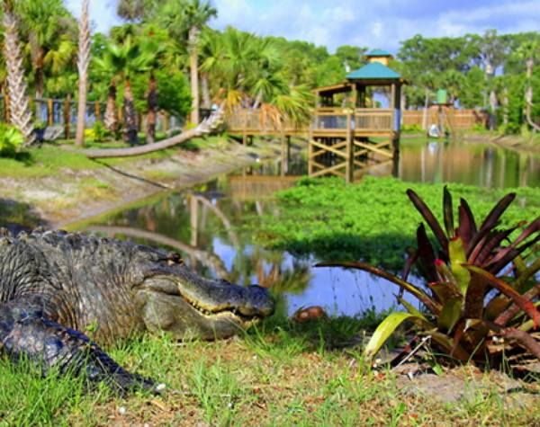 \ud83d\udc0a Wild Florida Drive-Thru Safari Park 4-Day Getaway \ud83c\udf34 Orlando $79 Per Couple