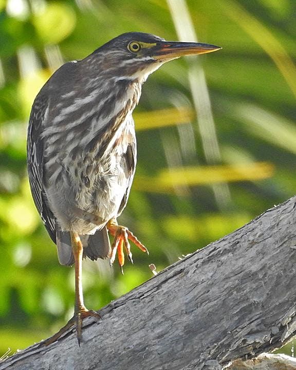 Birding with the Master Session 1 - Dr. Bernie Master