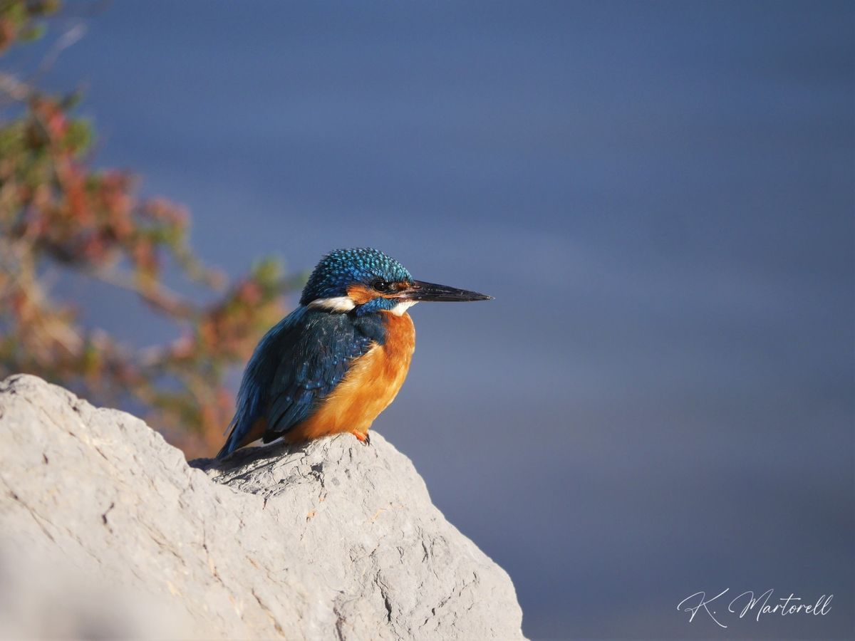 Sortie oiseaux \u00e0 Peyriac-de-Mer