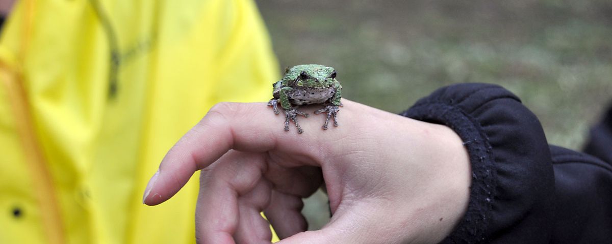 Frog