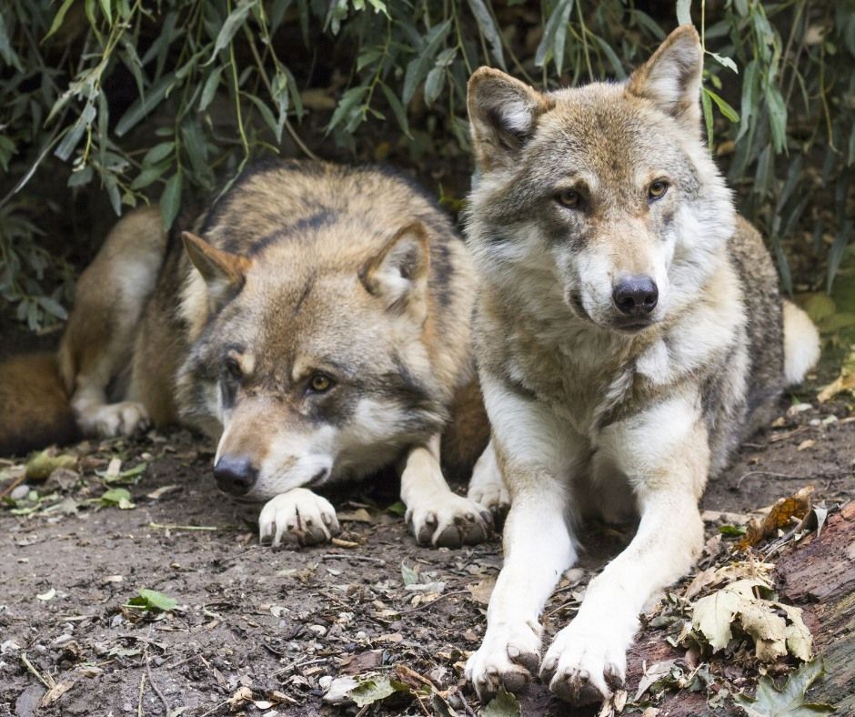 Vortrag im Zoo: Der Wolf in Sachsen-Anhalt