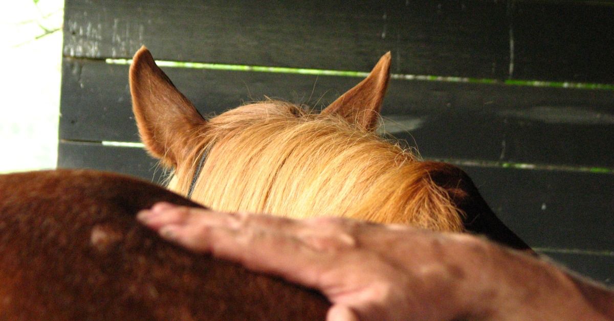 Fundamentals of Equine Manual Lymph Drainage