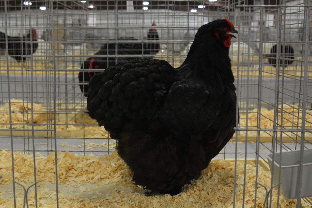 Central Illinois Poultry Show