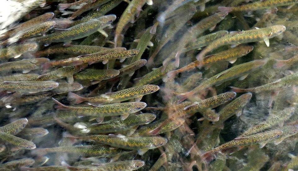 CoHo Release