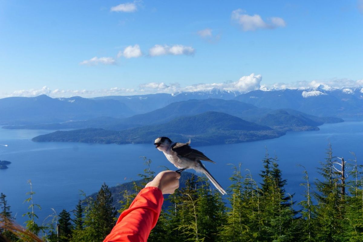 Bowen Lookout at Cypress Mountain