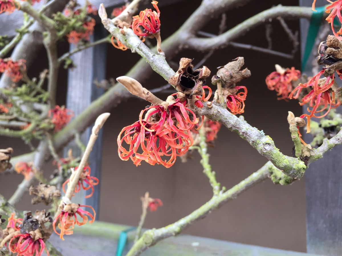 Curator Tour: Joseph A. Witt Winter Garden (in-person)