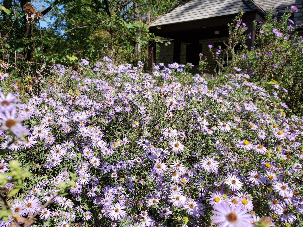 Pollinator Pop-Up!