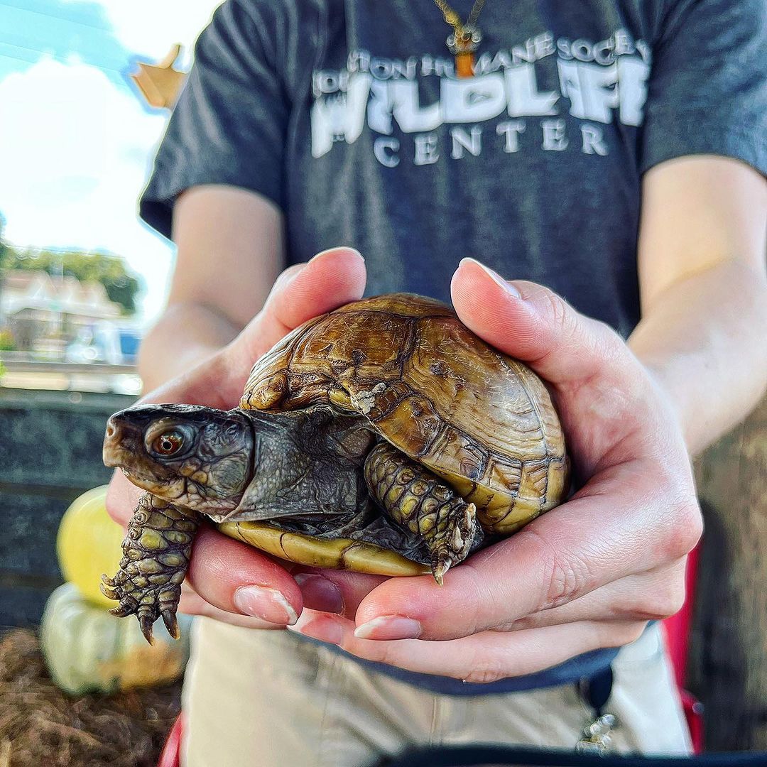 Wildlife Workshops with the Houston Humane Society at City Place