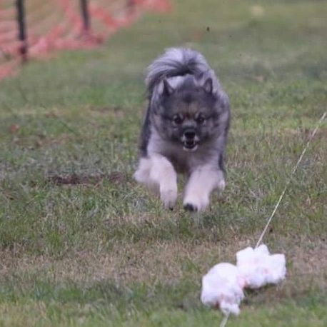 THE SHETLAND SHEEPDOG CLUB OF HOUSTON ALL BREED FASTCAT EVENT