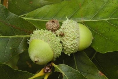 Turning Acorns Into Food