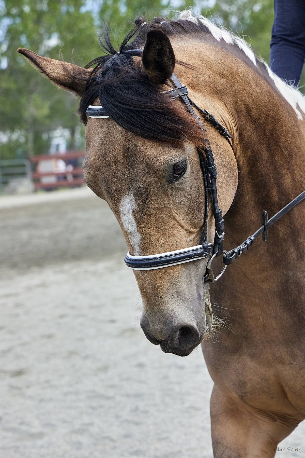 Sooke Saddle Club Dressage Show and Tell