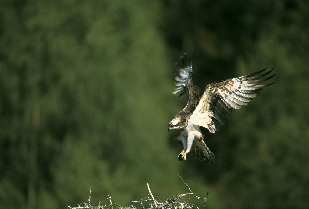 Osprey and Birds of Arne walk