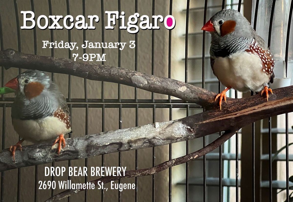 Boxcar Figaro at Drop Bear Brewery