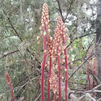 Native Plant Society of Oregon, Emerald Chapter