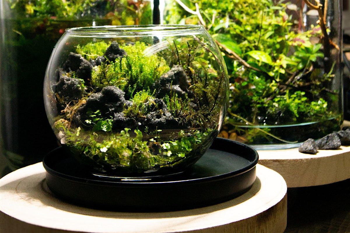 Pride Month Terrarium Workshop