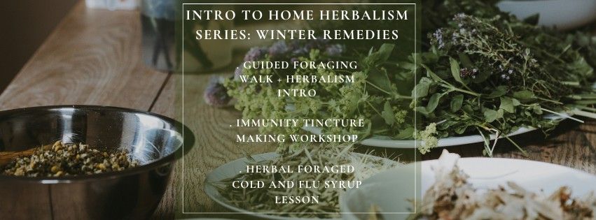 Intro To Home Herbalism: Winter Medicines