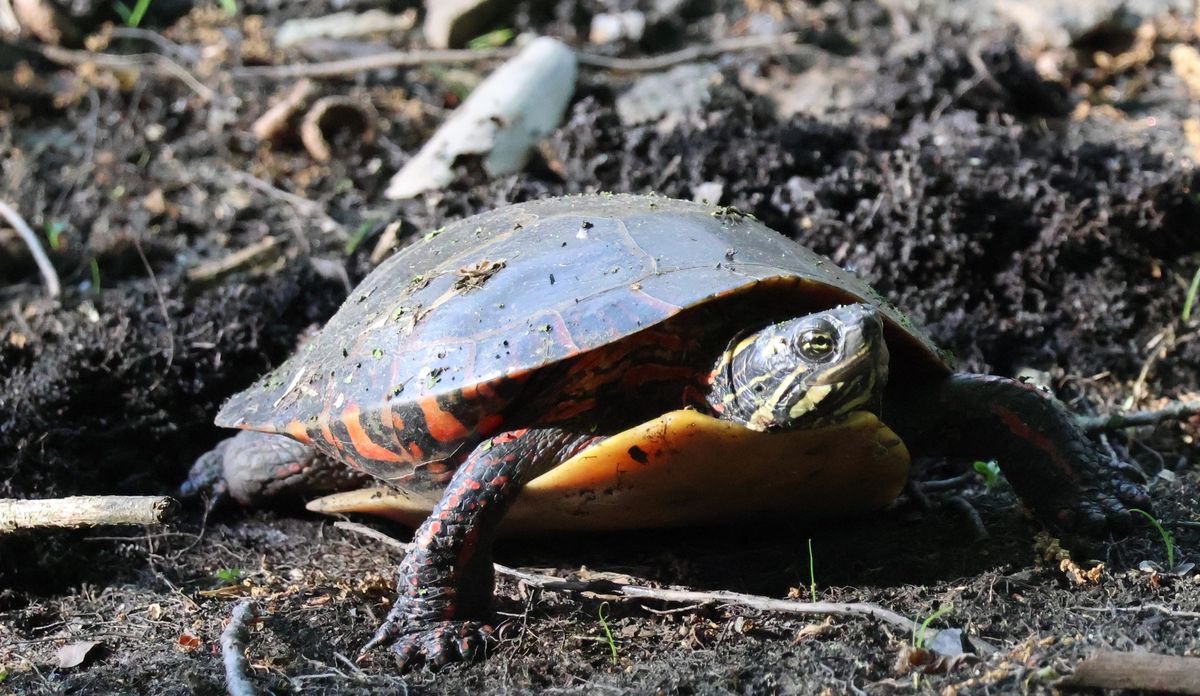 Reptiles: Fossil History & Local Diversity