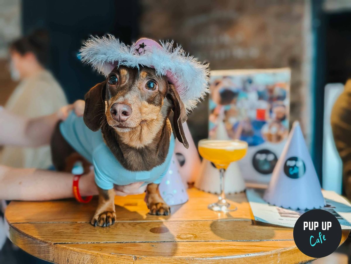  Dachshund Pup Up Cafe - Preston