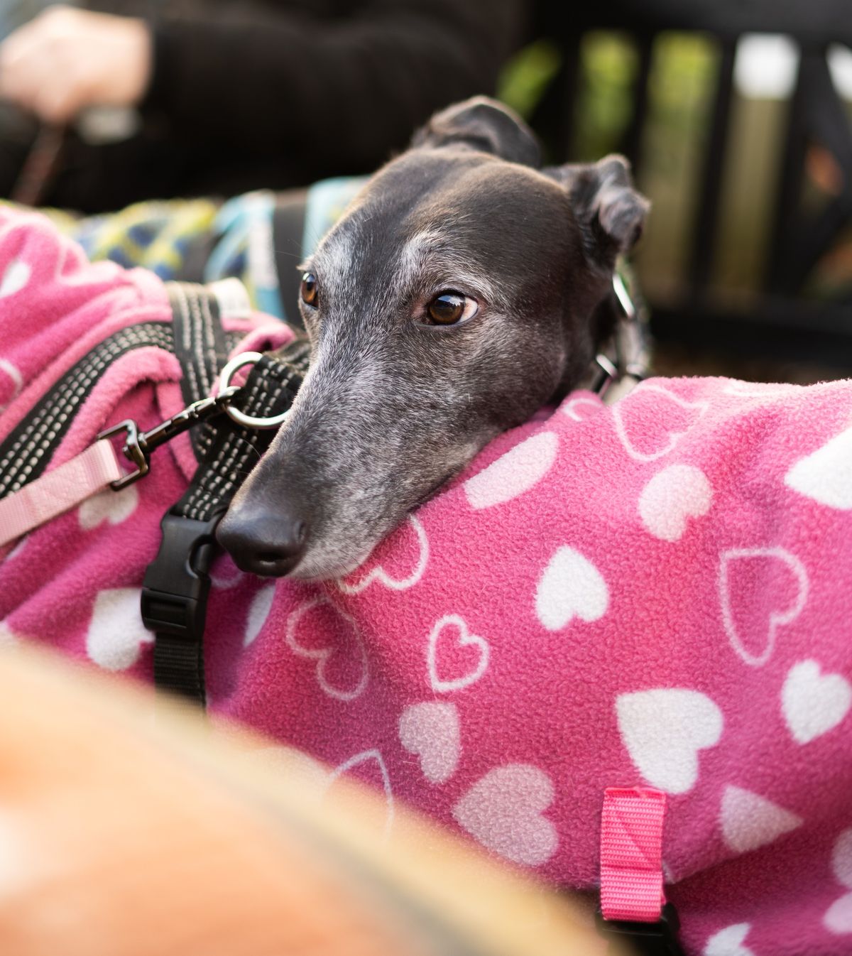 Valentine's Coffee Morning at The Kennels