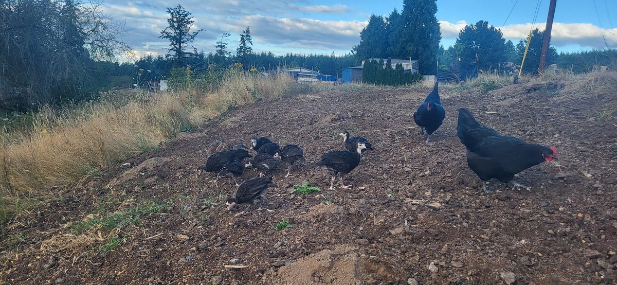 Autumn Open Farm Day