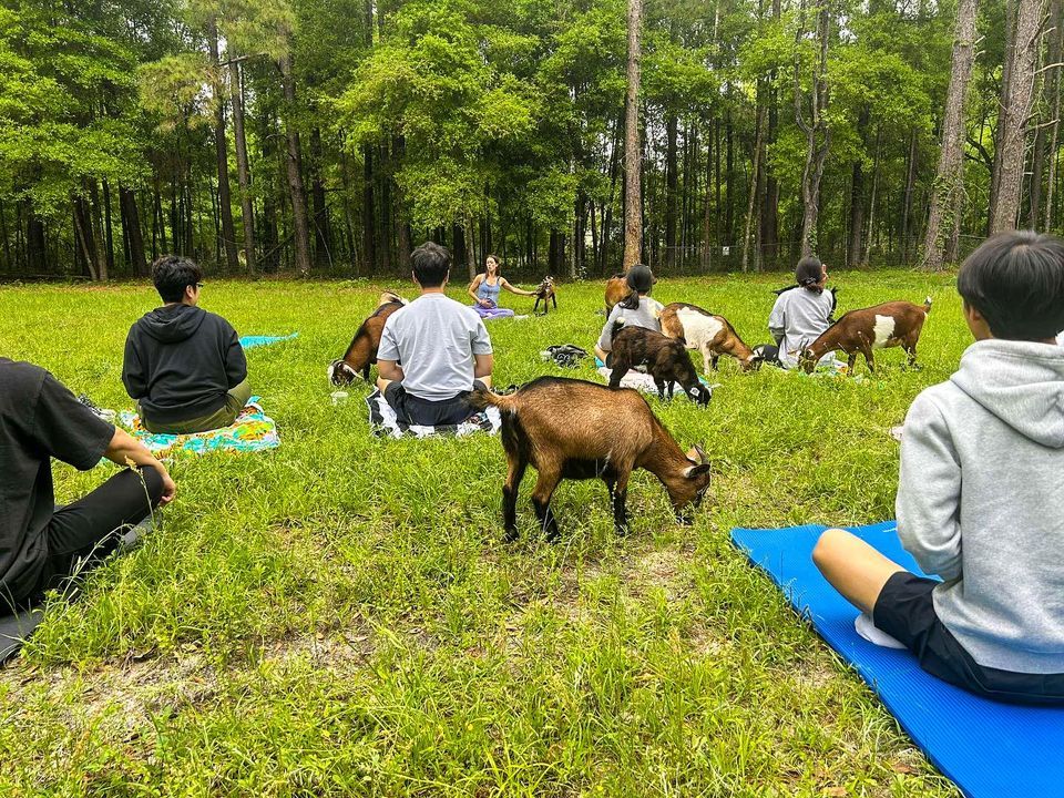 Last Goat Yoga Class of April