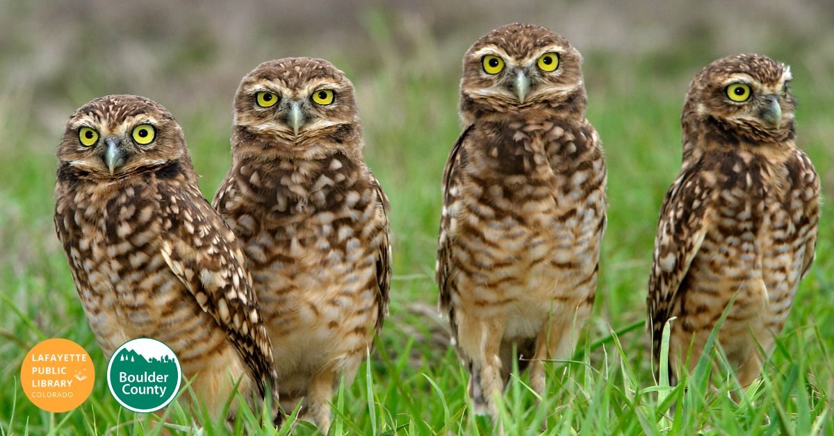 Tune into Nature: Owls