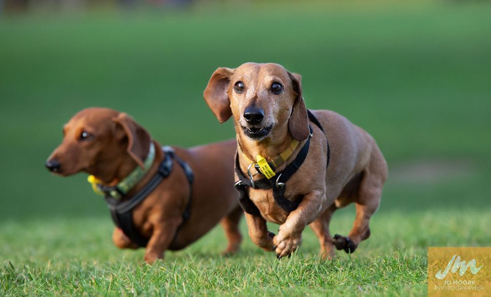 Wellington Dachshund Walk - July 2022 Waihinahina Park Newlands